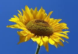 Girasol